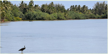 kotuku - dark grey pacific reef heron