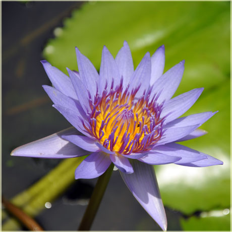 purple water lily