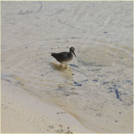kuriri - wandering tattler