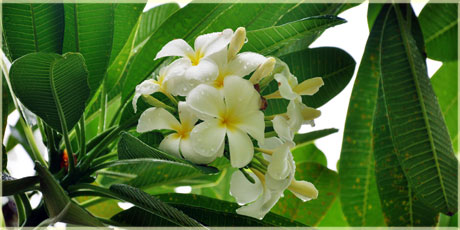 frangipani white