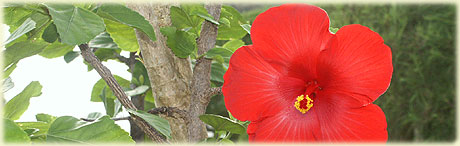 Hibiskus Blumen im Garten / Sokala Villen bei Nacht / Fotos: Archi