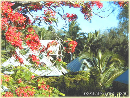 Tropical paradise in the South Pacific