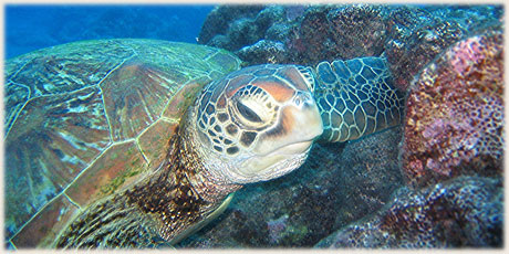 Green Turtle / © and photo : Graham McDonald