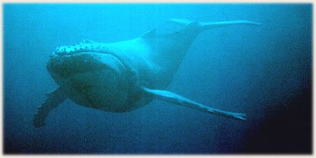 Humpback whale witnessed by Sokala guests / © photo : G. McDonald