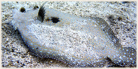 Peacock Flounder / © and photo : Graham McDonald