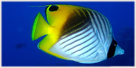 Threadfin Butterfly Fish / © and photo : Graham McDonald