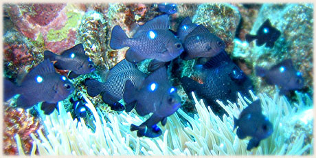 Threespot Damselfish / © and photo : Graham McDonald